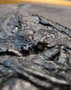 hoofd - Gefossiliseerd dier - Saurichthyiformes - 25 cm, Verzamelen