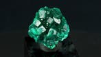 Dioptase - Renéville, Copper Crescent, RDC - Hauteur : 3.5