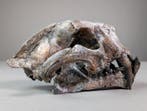 REPLICA - Faux félidé à dents de sabre - Crâne fossile -, Collections