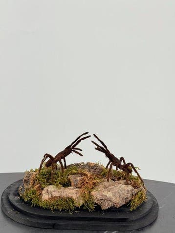 Vogelspinnen onder stolp Taxidermie volledige montage -, Antiek en Kunst