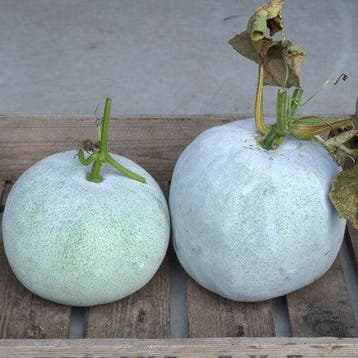 Benincasa hispida kleinverpakking, Nieuw
