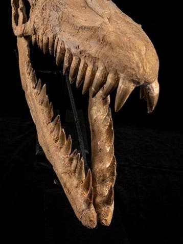 Reptile marin Crâne sur support - Mosassaurio GRANDE - 50 cm
