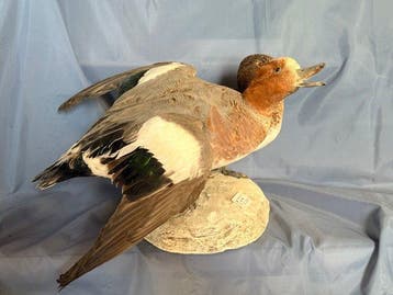 Fischione Taxidermie volledige montage - Mareca penelope