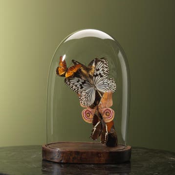 Vlinders in Antieke Stolp Taxidermie Opgezette Dieren By Max, Ophalen of Verzenden, Opgezet dier