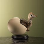 Struisvogel Kuiken in Ei Taxidermie Opgezette Dieren By Max, Ophalen of Verzenden, Opgezet dier
