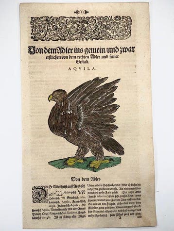 Conrad Gessner [1516-1565]; folio with woodcut -