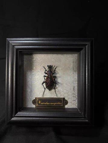 Carabus augustus Taxidermie wandmontage - Carabus augustus -, Nieuw