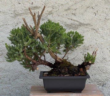 Bonsaï Genévrier (Juniperus) - Hauteur (arbre) : 23 cm -