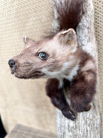 Marter Taxidermie wandmontage - Mustelidae martes - 48 cm -, Nieuw