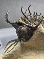 Trilobiet - Gefossiliseerd dier - Walliserops issimourensis, Verzamelen, Mineralen en Fossielen