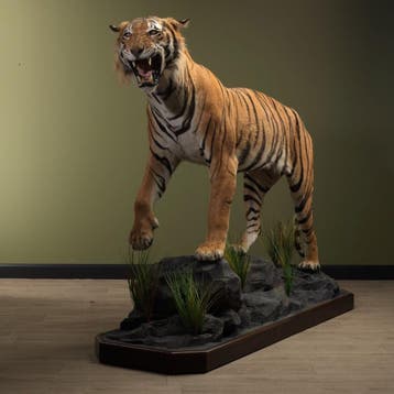 Tijger Taxidermie Opgezette Dieren By Max, Ophalen of Verzenden, Opgezet dier