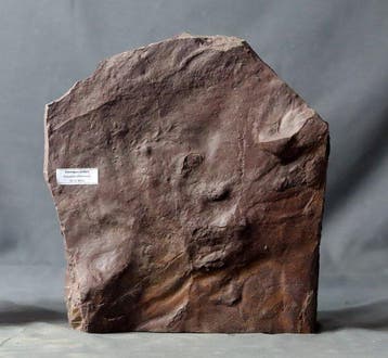 Empreinte de patte amphibienne fine et très grande -