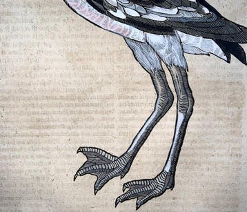 Conrad Gessner [b1516]; folio woodcut, hand coloured -