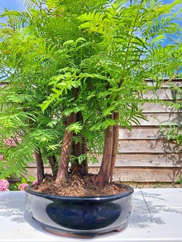 metasequoia bos in bonsaischaal - Hoogte (boom): 30 cm -
