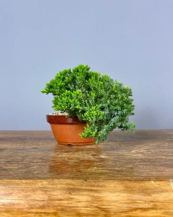 Bonsaï Genévrier (Juniperus) - Hauteur (arbre) : 16 cm -