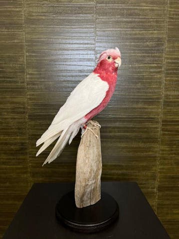 Lutino Roze Kaketoe Taxidermie Opgezette Dieren By Max, Ophalen of Verzenden, Opgezet dier
