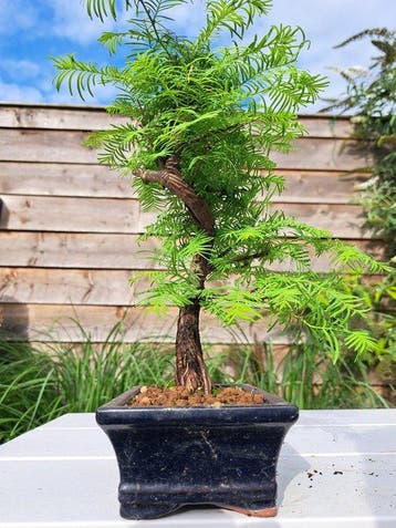 metasequoia bonsai in bonsaischaal - Hoogte (boom): 25 cm -