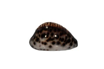 Tijgerkauri met een zeldzaam patroon: Cypraea tigris (72 mm), Nieuw