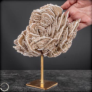 Superbe rose du désert mexicaine – Sculpture naturelle,