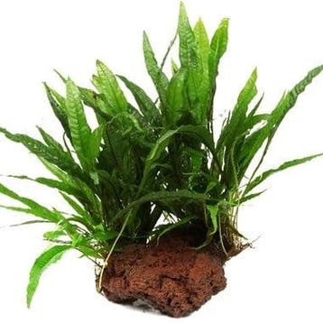 Microsorum pteropus op Lavasteen, Verzenden