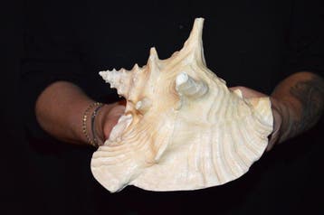 Escargot de mer Coquillage marin - S-573 STROMBUS GIGAS, Collections