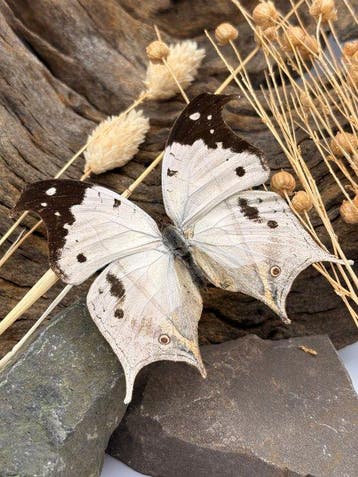 Papillon Support de corps entier pour taxidermie -