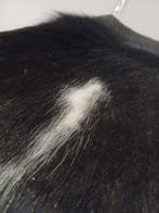 Fauteuil - Cuir de veau - Chaise cantilever., Antiquités & Art