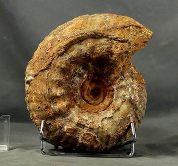 Zelden aangeboden ammoniet - Gefossiliseerd dier -