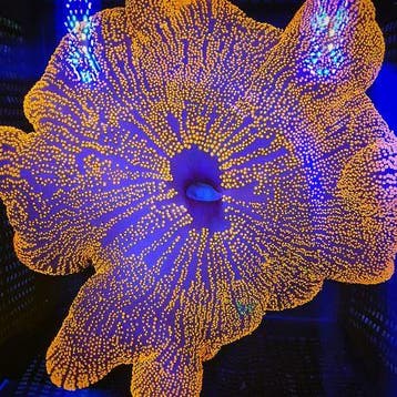 Red Carpet Anemone WYSIWYG, Verzenden, Nieuw