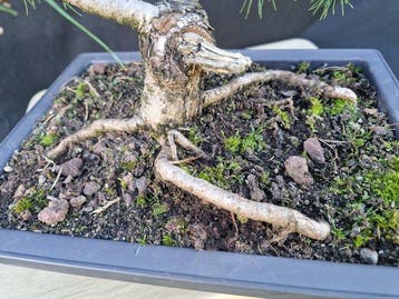 Den bonsai (Pinus) - Hoogte (boom): 40 cm - Diepte (boom):