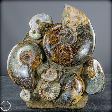 Ammonites fossiles naturels du Crétacé : Cleoniceras., Collections