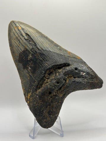 Megalodon - Fossiele tand - Otodus Megalodon - 13.23 cm