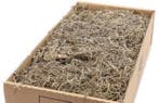 Tillandsia junglemos spaansmos forestmos naturel 200–350