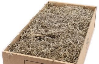 Tillandsia junglemos spaansmos forestmos naturel 200–350