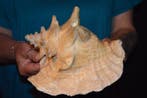 Escargot de mer Coquillage marin - M-559 STROMBUS GIGAS