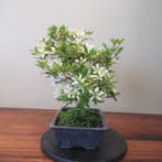 Rhododendron indicum - Hoogte (boom): 34 cm - Diepte (boom):
