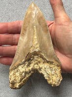 Dent de mégalodonte géante, de 14,2 cm - Dent fossile -