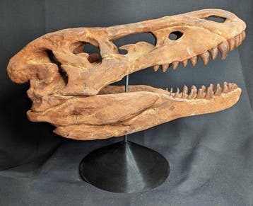 Fossiele schedel - Jane (Tyrannosaurus rex juvenile