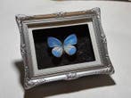 Pseudolycaena damo Taxidermie wandmontage - Pseudolycaena, Verzamelen, Nieuw