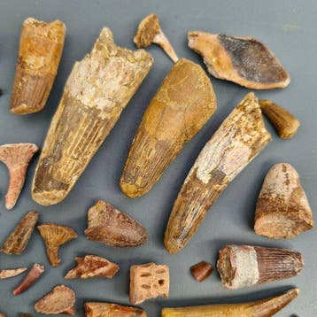Ongedetermineerde collectie - Fossiele tand - Dinosaur:, Verzamelen