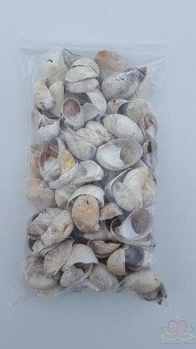 Muiltje Crepidula Fornicata schelpen 500 gram, Nieuw