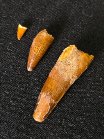 Spinosaure - Dent fossile - Lot of 3 Genuine Spinosaurus