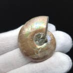 Ammoniet - Gefossiliseerde schelp - Ammonoidea (Zonder