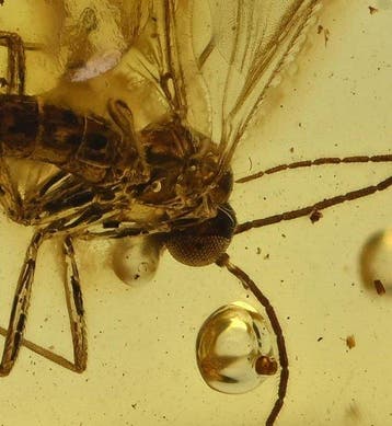 Ambre baltique - Sciaridae détaillée (mouche des