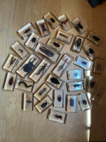 Themacollectie - Verzameling van insecten en arachniden in