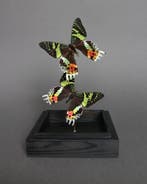 Vlinder Taxidermie volledige montage - Urania ripheus - 23