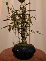 Bambou ventre de Bouddha (Bambusa ventricosa) bonsaï -, Antiquités & Art