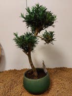 Bonsaï Pin des Bouddhistes (Podocarpus macrophyllus) -