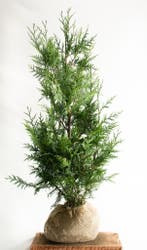 Conifeer - Thuja Plicata Excelsa - Haagplanten Actie!!, Ophalen of Verzenden