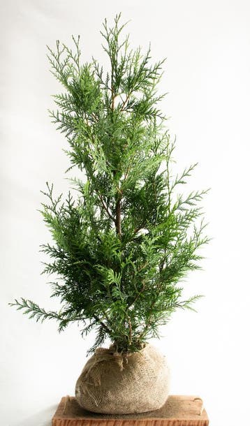Conifeer - Thuja Plicata Excelsa - Haagplanten Actie!!, Tuin en Terras, Planten | Struiken en Hagen, Ophalen of Verzenden